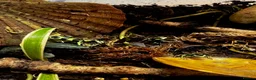 Frog reptiles for sale: Dart frogs dendrobates aurutus  - Advert 6