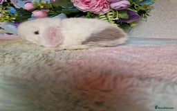 Mini Lop rabbits for sale: Pure bred minilops - Image 1