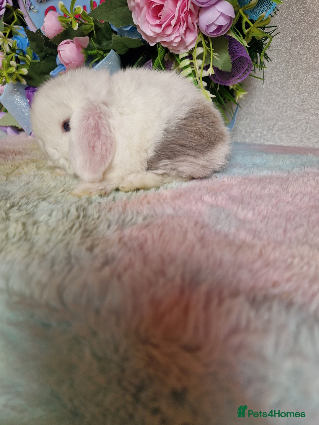 Mini Lop rabbits for sale: Pure bred minilops - Image 1