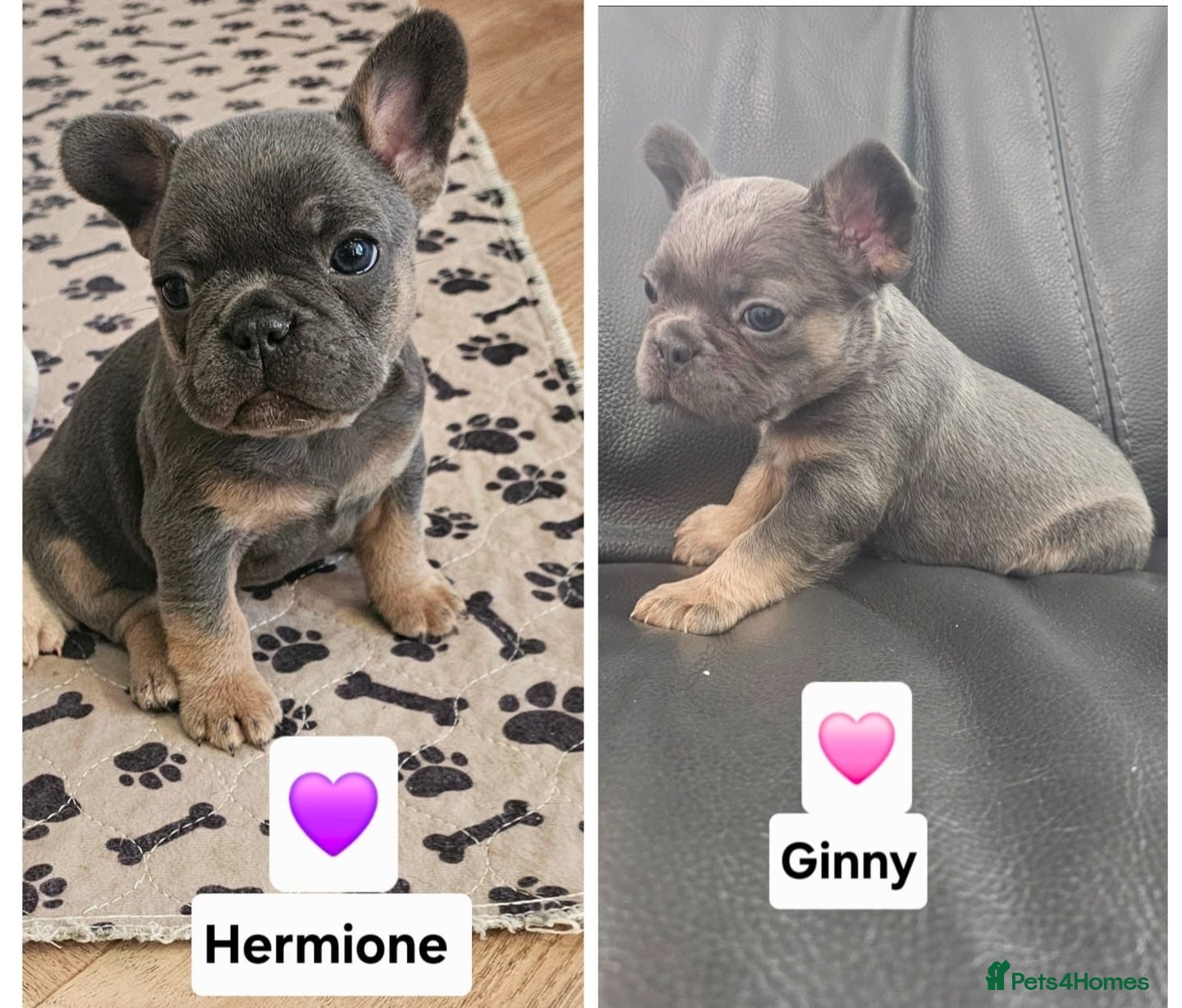 French Bulldog dogs French bulldog pups - Advert 17