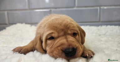 Labrador Retriever dogs - Advert 11