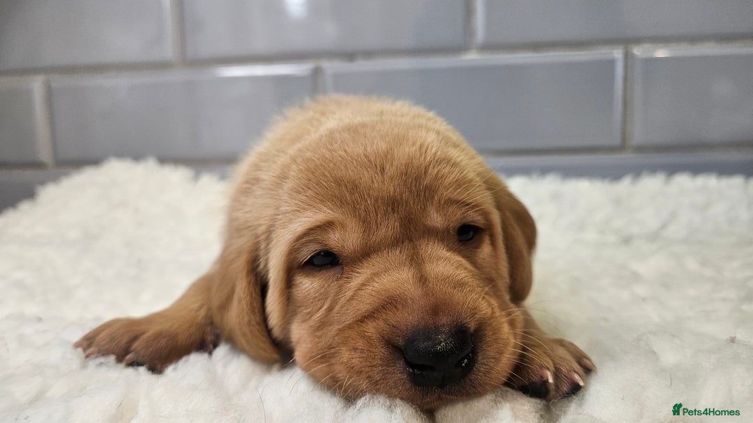 Labrador Retriever dogs for sale: Stunning Fox Red Labrador - Available 2nd Dec - Image 3