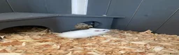 Hamster rodents for sale: Donate Hamster, Looking for a new home in Telford - Advert 7