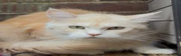 Maine Coon cats for sale: Bear Paw (🐾🐻 polydactyl) Maine Coon kittens TICA - Advert 14