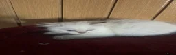 Ragdoll cats for sale: Gorgeous Tica ragdoll kittens  - Advert 24