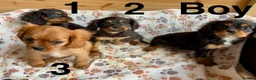 Cavalier King Charles Spaniel dogs for sale: Beautiful puppies looking for forever homes - Advert 10
