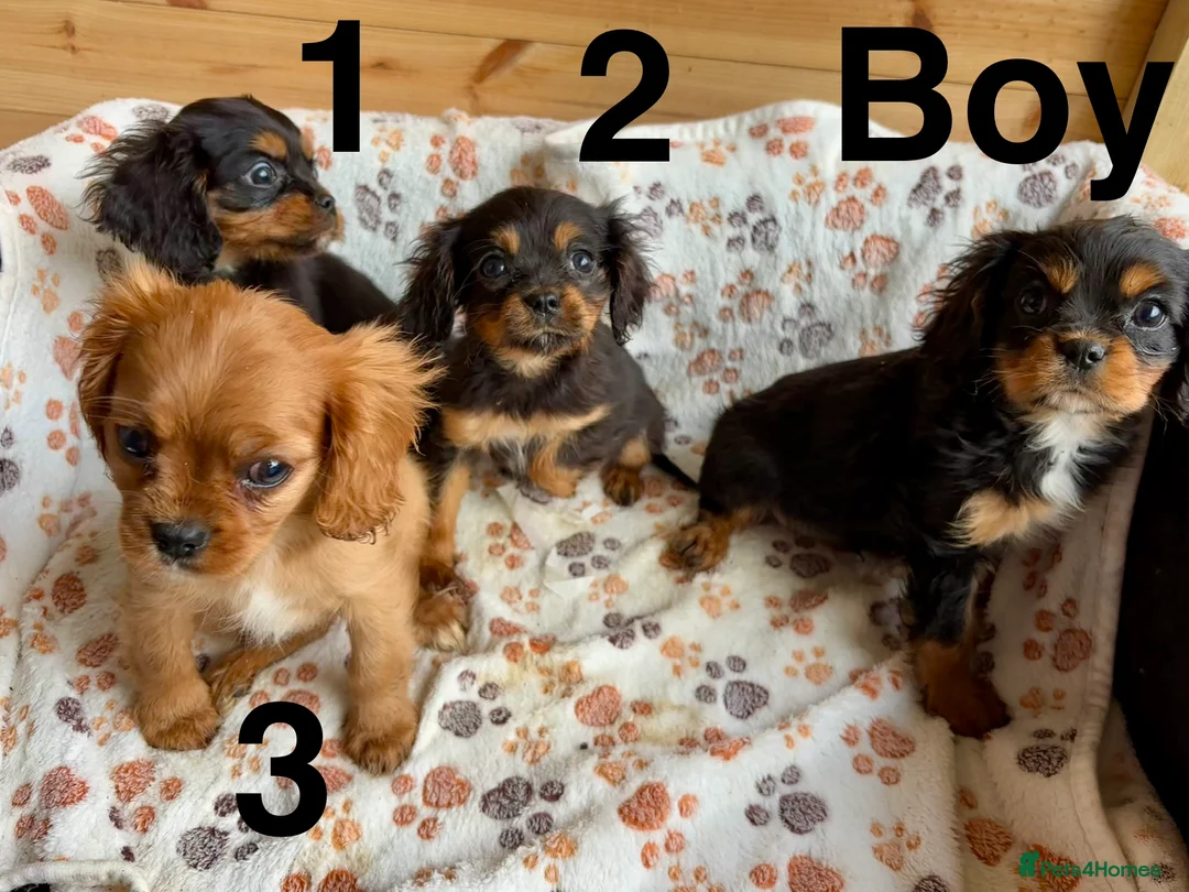 Cavalier King Charles Spaniel dogs for sale: Beautiful puppies looking for forever homes - Advert 10