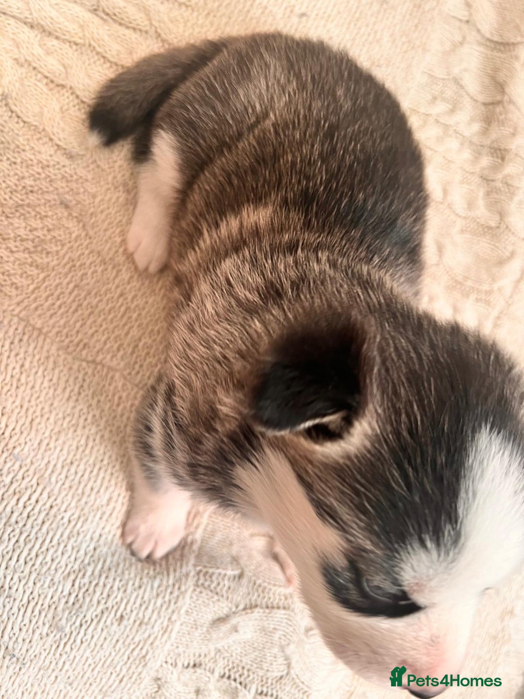 Siberian Husky dogs for sale: Siberian husky puppies x 5 - Advert 4