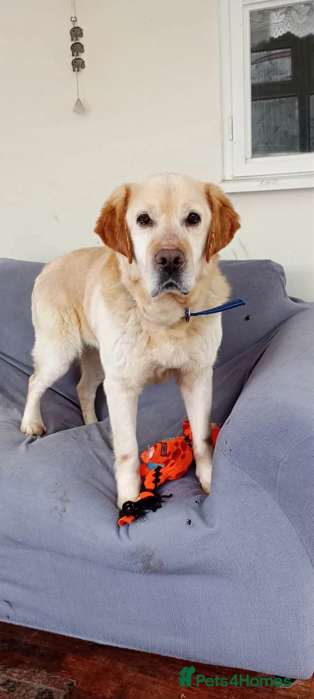 Labrador Retriever dogs for adoption: Sweet Leo in Lincoln - Advert 2