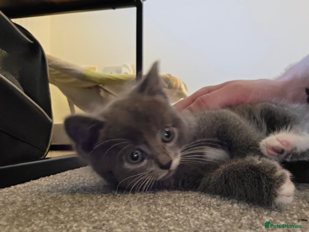 Mixed Breed cats for sale: Kittens for sale  - Image 4