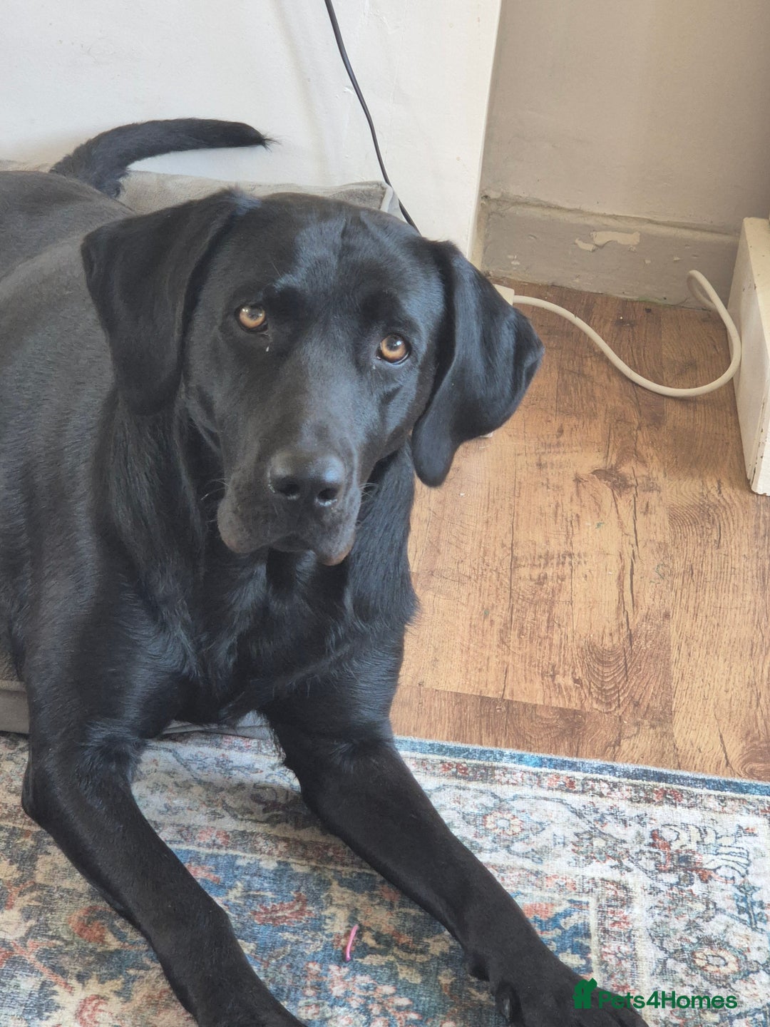 Labrador Retriever dogs for sale: Rehome lovely peach - Image 8