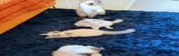 Ragdoll cats for sale: Stunning Ragdoll kittens  - Advert 29