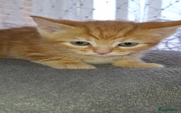 Mixed Breed cats for sale: Kittens looking for a forever home 🏡  - Image 5