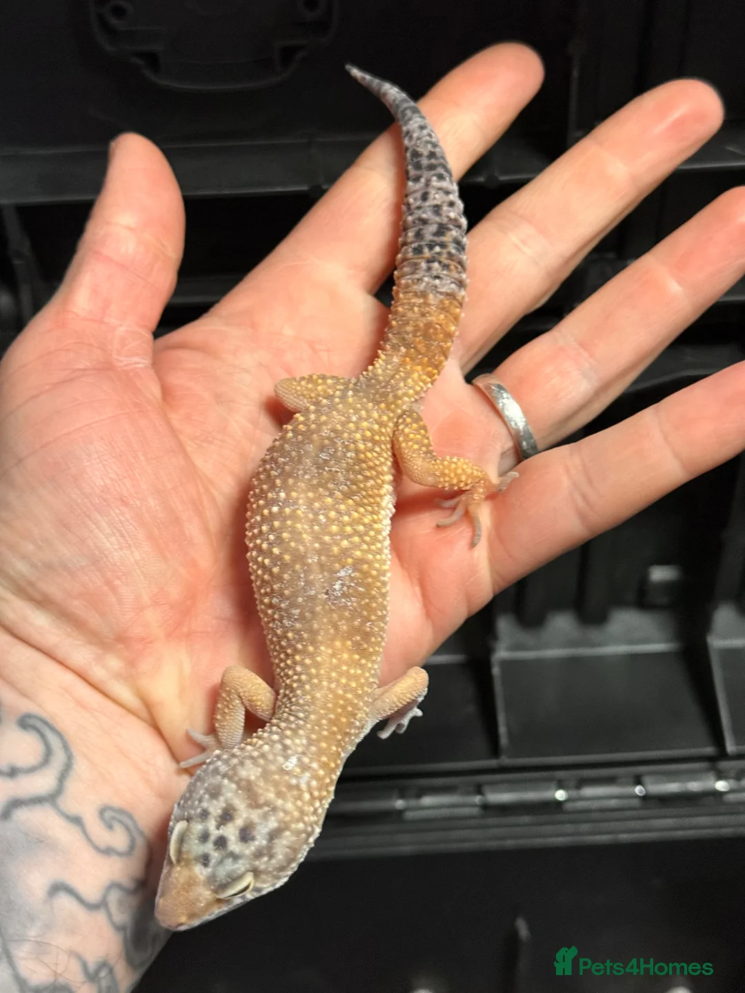 Leopard Gecko reptiles for sale: STUNNING LEOPARD GECKOS WOW AMAZING LAST FEW  - Advert 2
