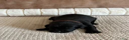 Labrador Retriever dogs for sale: * KC Reg Health Tested Puppies *  - Advert 5