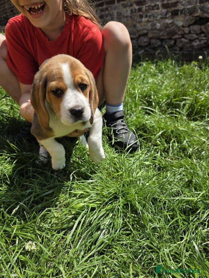 Beagle dogs Beagle puppies ready for Lovely Homes!! - Advert 1