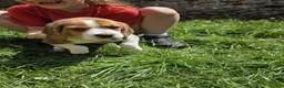Beagle dogs for sale: Beagle puppies ready for Lovely Homes!! in Manchester - Advert 1