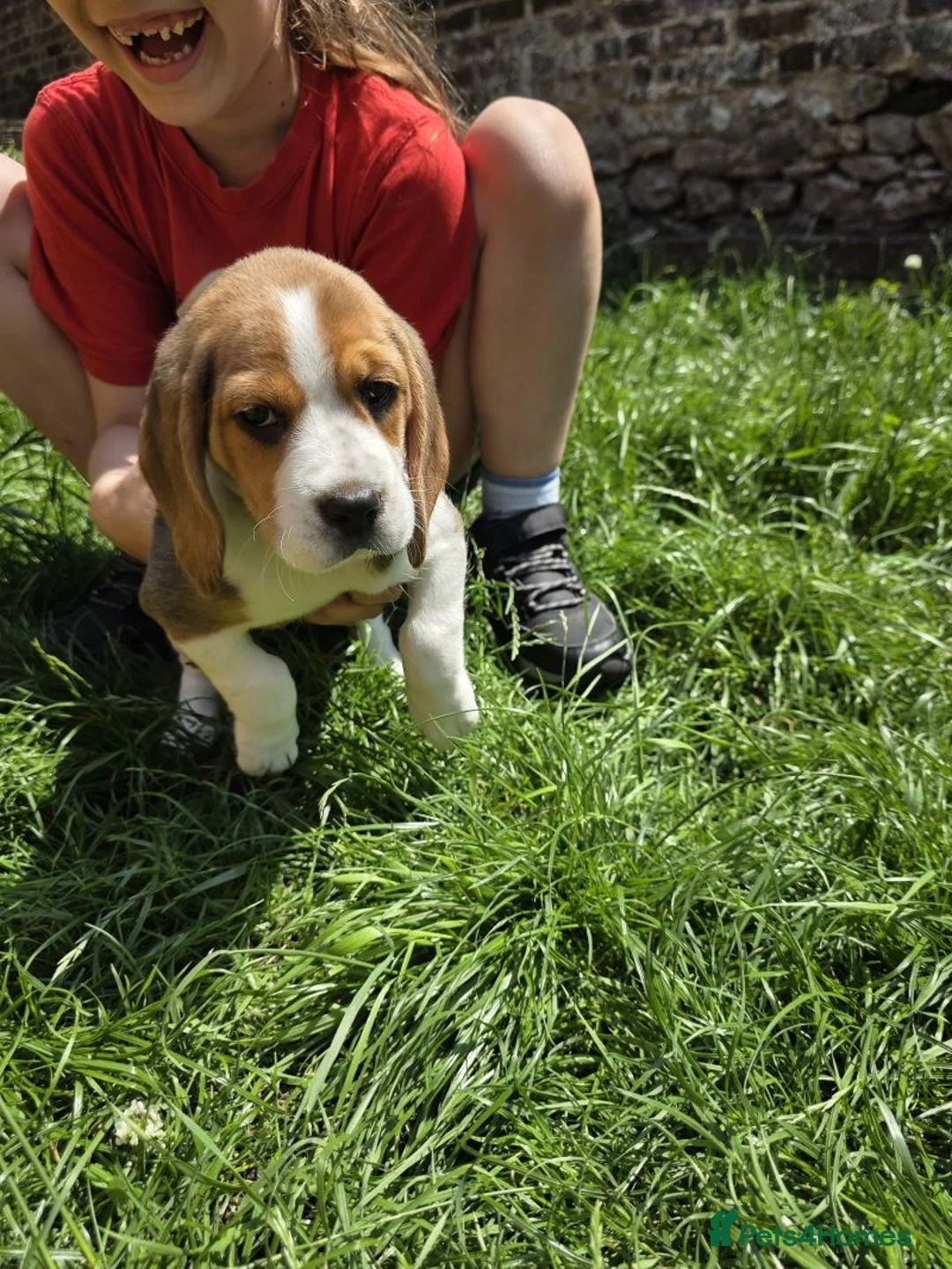 Beagle dogs for sale: Beagle puppies ready for Lovely Homes!! in Manchester - Advert 1