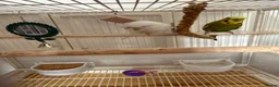 Budgerigars birds for sale: Make and female budgie with cage. - Advert 1