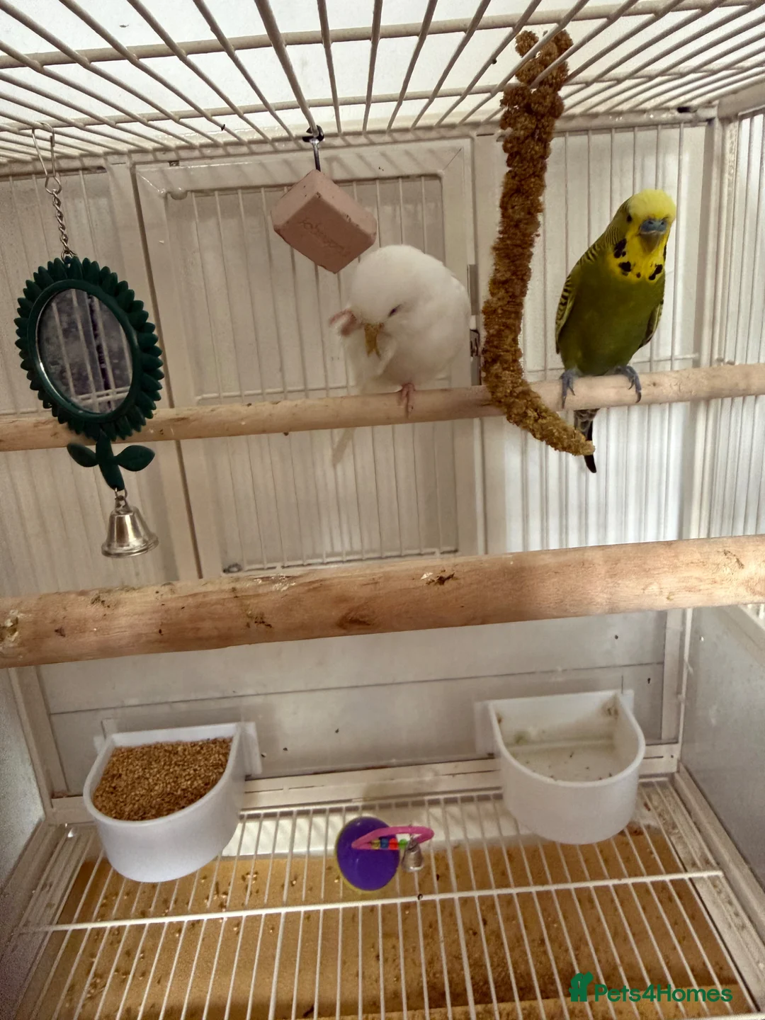 Budgerigars birds for sale: Make and female budgie with cage. - Advert 1