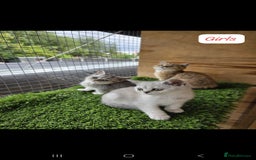 British Shorthair cats for sale: Adorable British Short hair kittens - Image 3
