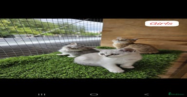 British Shorthair cats - Advert 7
