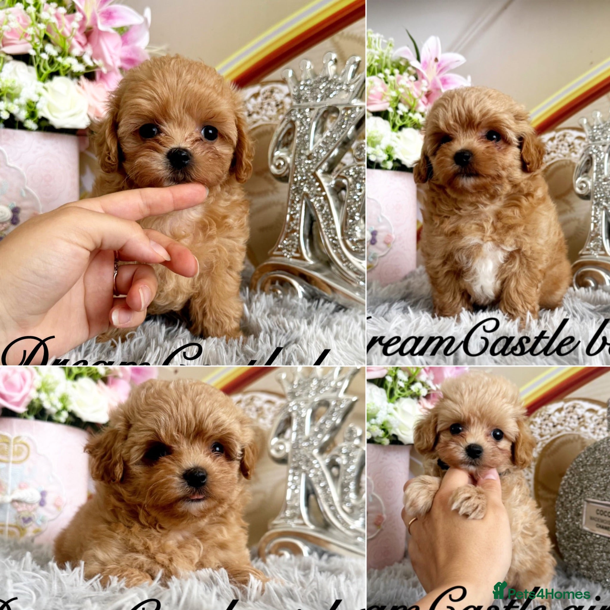 Maltipoo dogs Tiny maltipoo puppies Asian poodle dad  - Advert 1