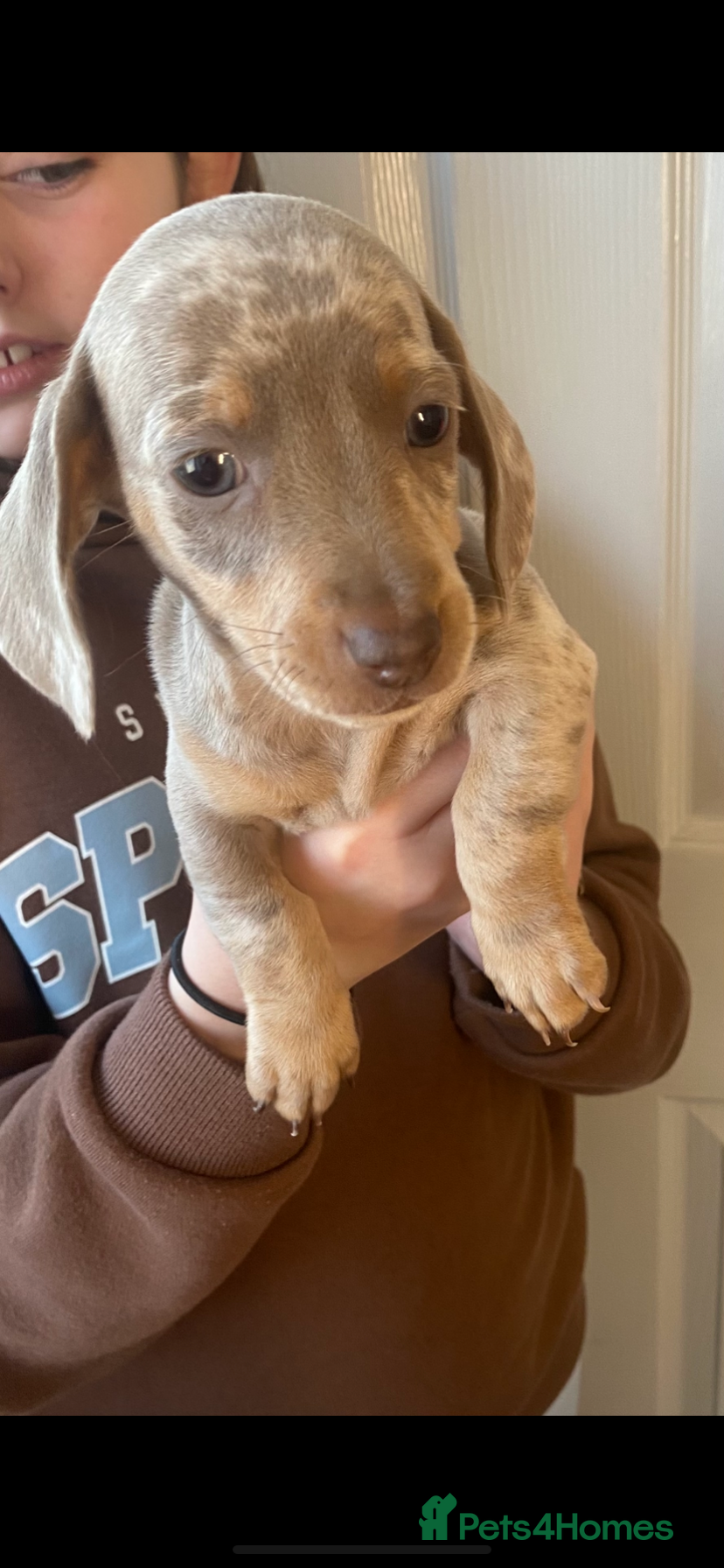 Miniature Dachshund dogs  🐶 Mini dachshund 🐶  - Advert 4