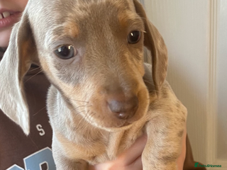 Miniature Dachshund dogs 🐶 Mini dachshund 🐶 - Advert 3