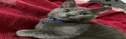 Mixed Breed cats for sale: Looking for a better home  - Advert 2