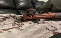 Italian Greyhound dogs for sale: Italian greyhound puppies  - Image 5