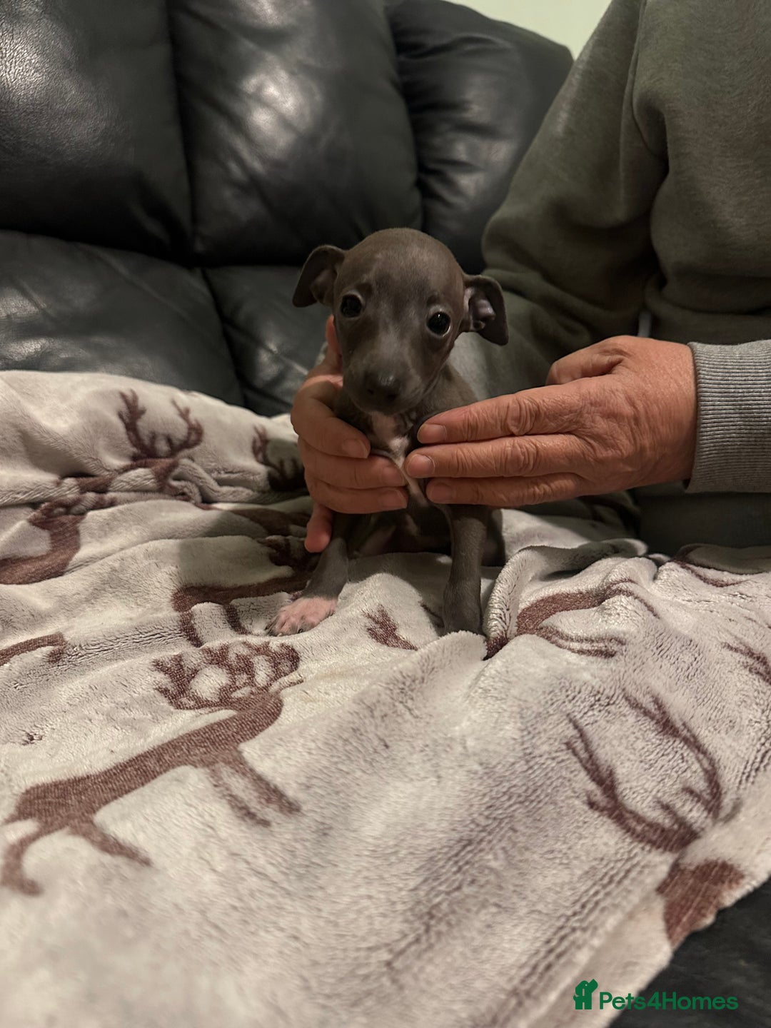 Italian Greyhound dogs for sale: Italian greyhound puppies  - Image 5