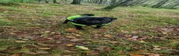 Pug dogs for sale: Beautiful black pugs in Motherwell - Advert 11