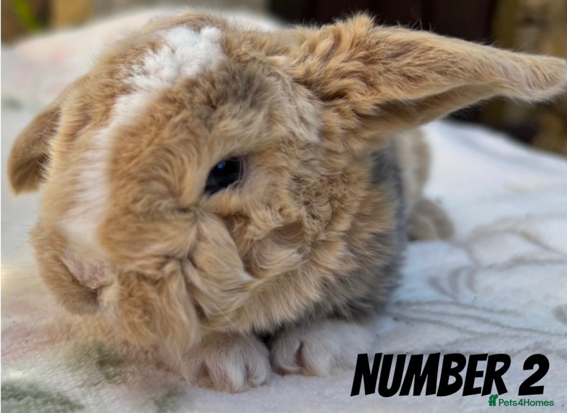 Mini Lop rabbits Mini Plush Lop and Plush Carrier litters - Advert 8