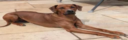 Rhodesian Ridgeback dogs for stud: Looking for a stud - Advert 2