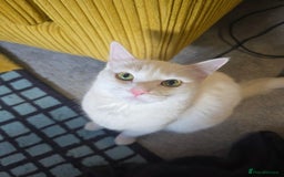 Domestic Shorthair cats for sale: Heartbreaking Rehome-18 month old Pure White Cat x - Image 7