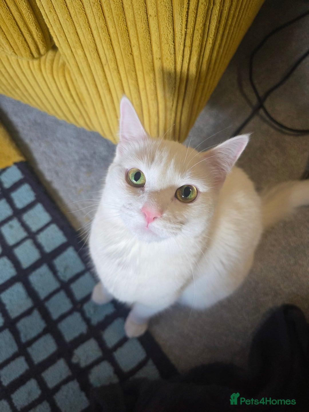 Domestic Shorthair cats for sale: Heartbreaking Rehome-18 month old Pure White Cat x - Image 7