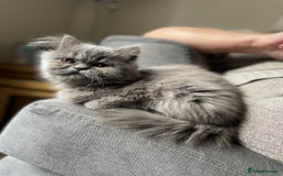 Ragdoll cats for sale: Ragdoll kitten  - Image 8