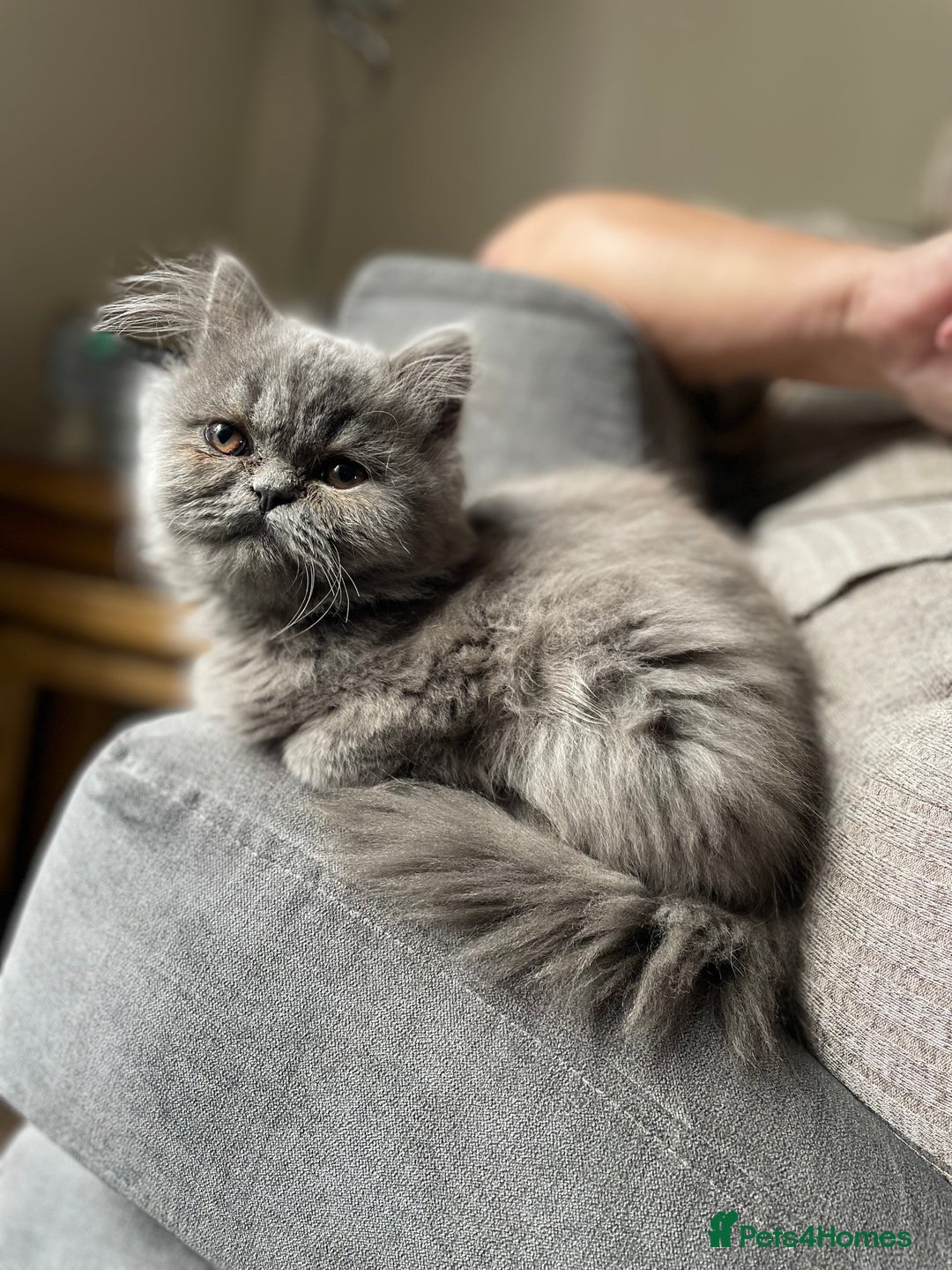 Ragdoll cats for sale: Ragdoll kitten  - Image 8