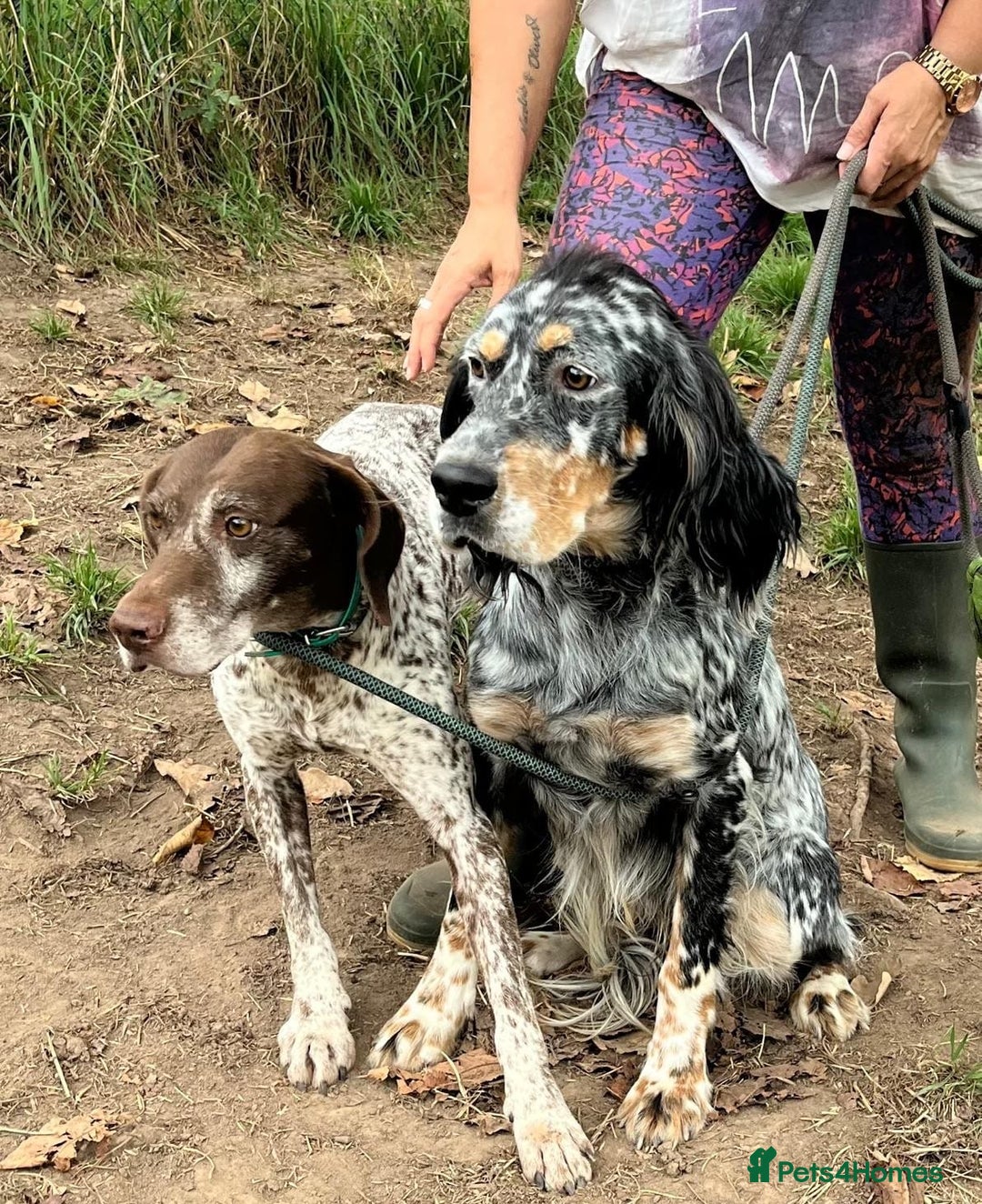 German Shorthaired Pointer dogs for adoption: Romero - Image 11