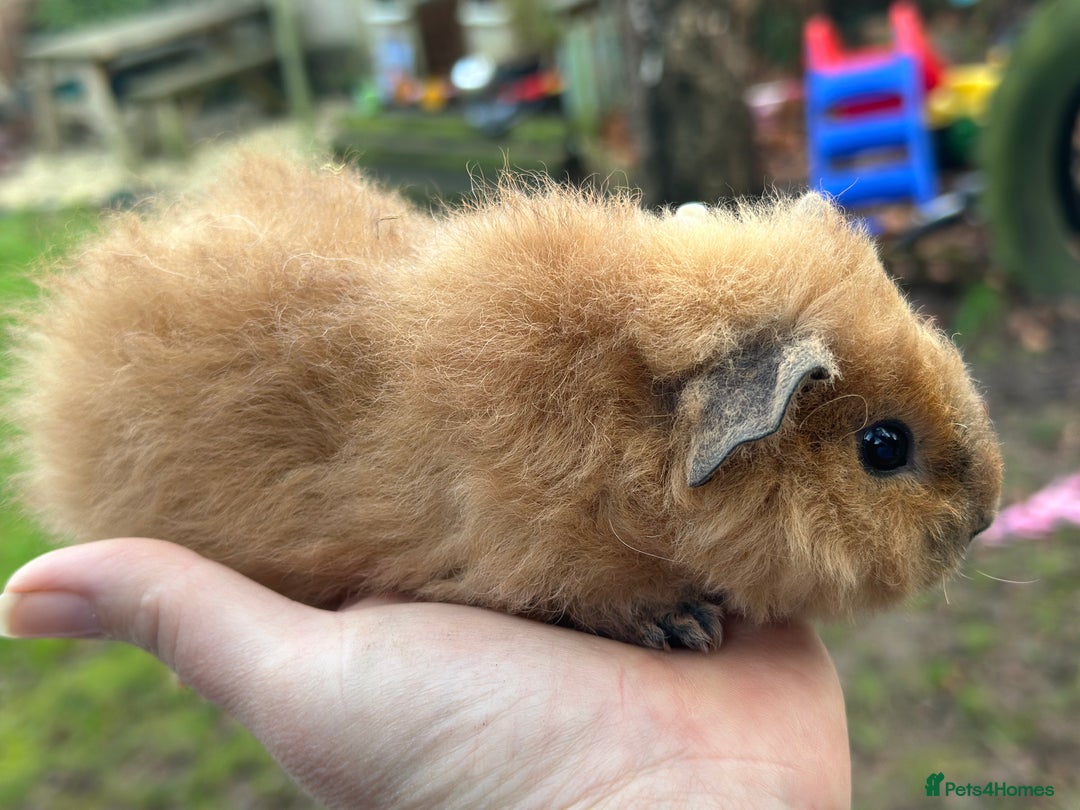 Guinea Pig rodents for sale: Male guinea pigs  - Advert 6