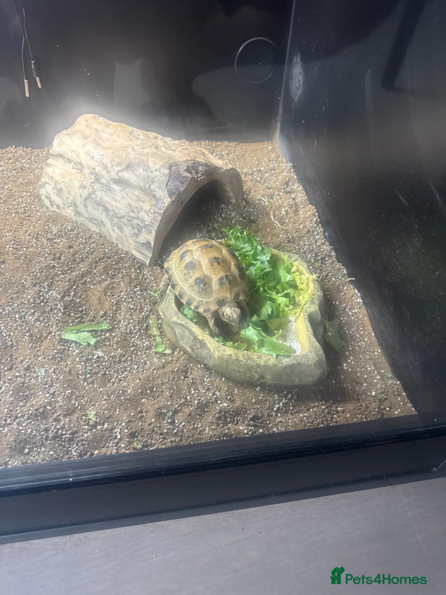 Tortoise reptiles Horsefield Turtle + Enclosure, lamp, thermometer - Advert 1