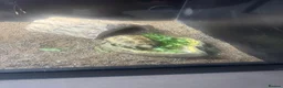 Tortoise reptiles for sale: Horsefield Turtle + Enclosure, lamp, thermometer - Advert 1