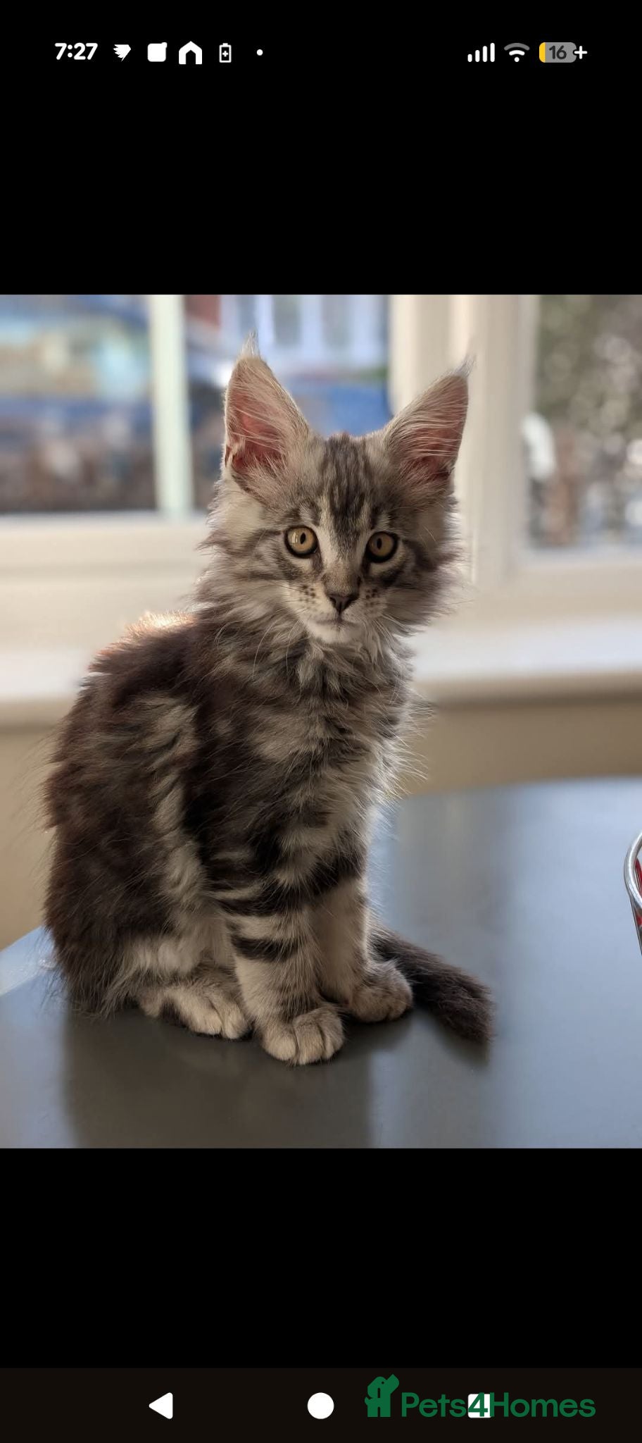Maine Coon cats Maine coon kittens - Advert 1