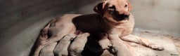Labrador Retriever dogs for sale: Lovely Labrador puppies  - Advert 9