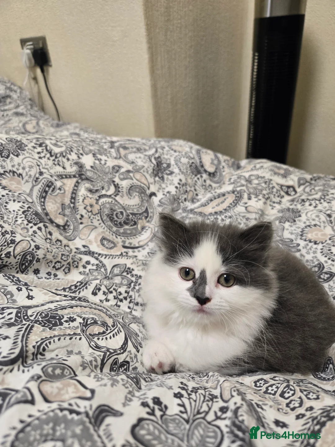 Mixed Breed cats for sale: Cute Ragdoll x British short hair kitten in Rochdale - Advert 1