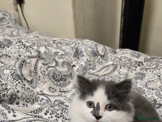 Mixed Breed cats Cute Ragdoll x British short hair kitten in Rochdale - Advert 1