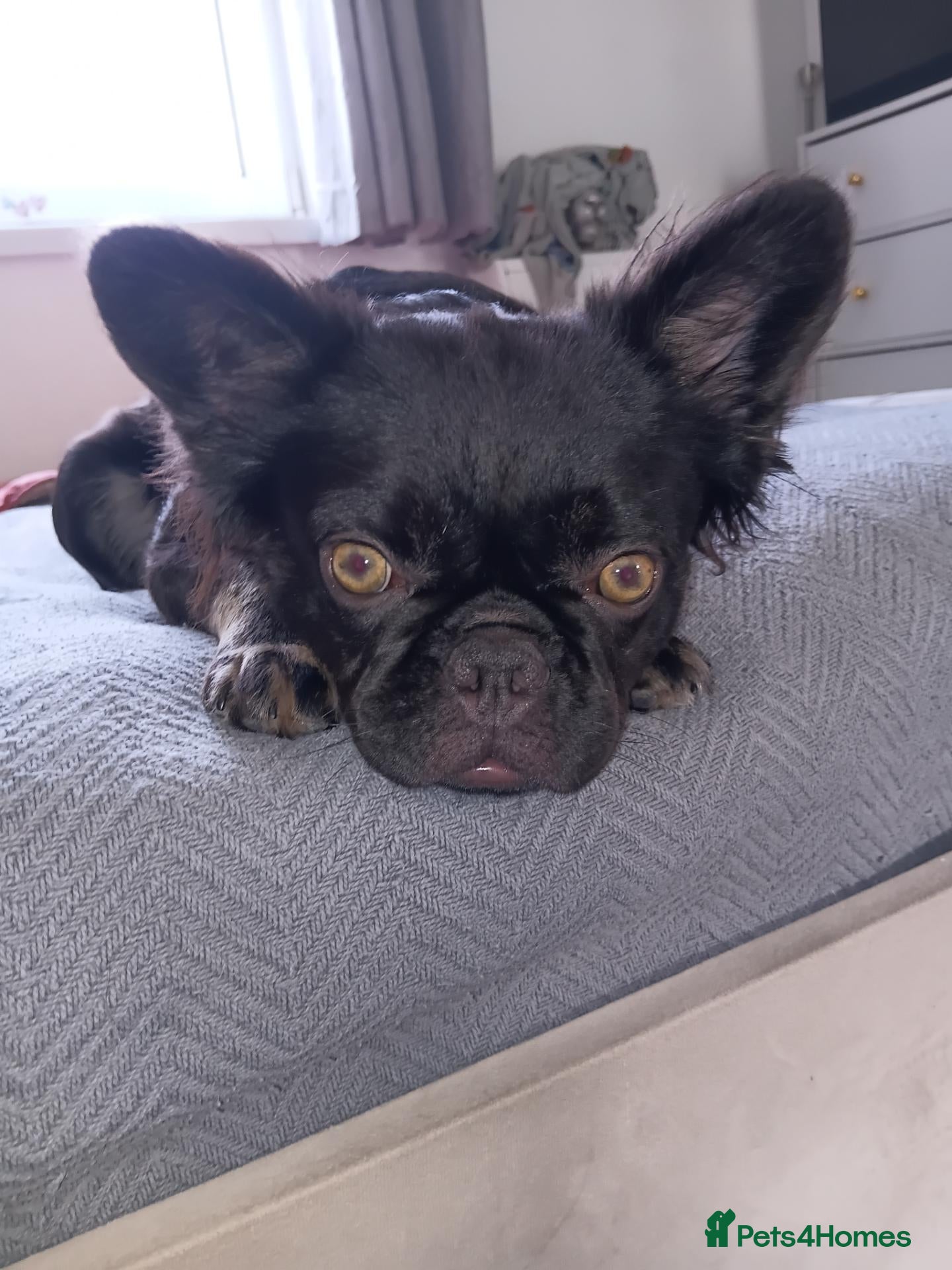 French Bulldog dogs Fluffy French bulldog  - Advert 2