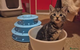 Mixed Breed cats for sale: Kittens for sale - Image 3