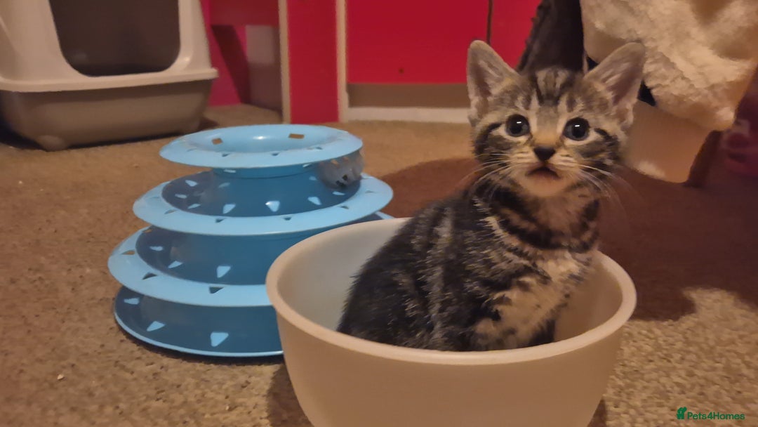 Mixed Breed cats for sale: Kittens for sale - Image 3
